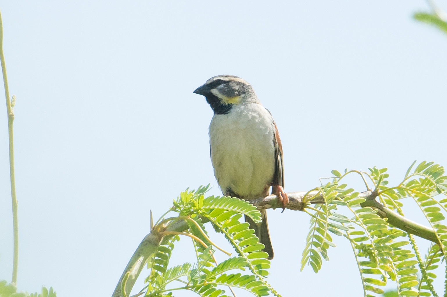 image Dead Sea Sparrow